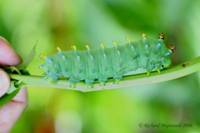 7767 - Cecropia Moth - Hyalophora cecropia caterpillar 1 m8