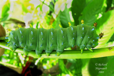 7767 - Cecropia Moth - Hyalophora cecropia caterpillar 3 m8