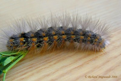 8140 - Fall Webworm Moth - Chenille  tente estivale m8