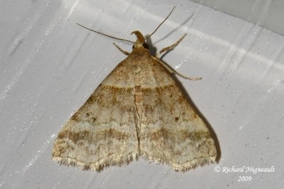 8338 - Dark-banded Owlet Moth - Phalaenophana pyramusalis m9