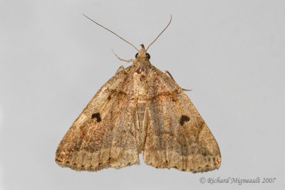 8345-3 - Variable Zanclognatha Moth - Zanclognatha laevigata 2 m7