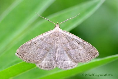 8348 - Grayish Zanclognatha Moth - Zanclognatha pedipilalis 1 m7