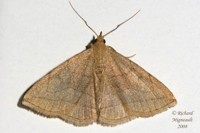 8348 - Grayish Zanclognatha Moth - Zanclognatha pedipilalis m8