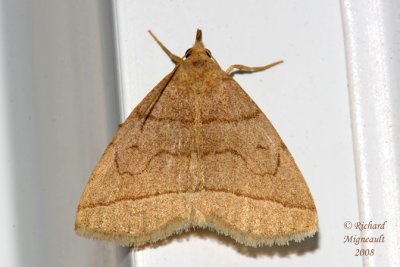 8351 - Early Zanclognatha Moth - Zanclognatha cruralis 2 m8