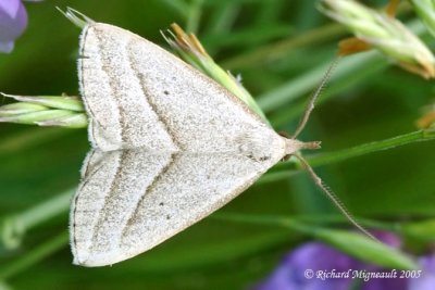 8357 - Slant-lined Owlet Moth - Macrochilo absorptalis 1 m5