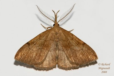 8362 - Pale Epidelta Moth - Phalaenostola metonalis m8