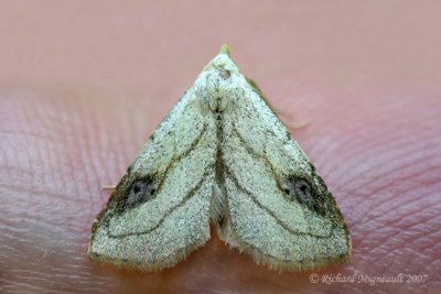 8404 - Spotted Grass Moth - Rivula propinqualis m7