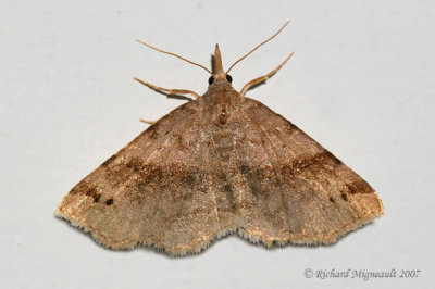 8479- Six-spotted Gray Moth - Spargaloma sexpunctata 1 m7