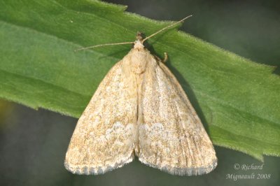 9048 - Pale Lithacodia Moth - Lithacodia albidula m8