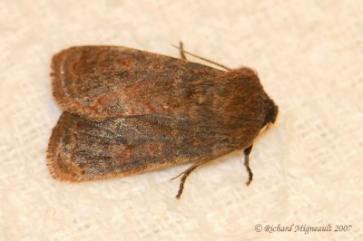 9365.1 - Apamea Moth Apamea scoparia m7