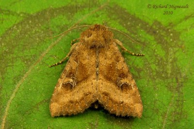 9454 - Veiled Ear Moth - Amphipoea velata 1 m10