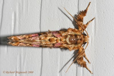 9631 - Pink-shaded Fern Moth - Callopistria mollissima 1 m8