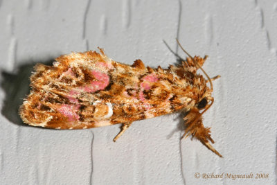 9631 - Pink-shaded Fern Moth - Callopistria mollissima 2 m8