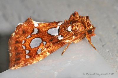 9633 - Silver-spotted Fern Moth - Callopistra cordata 3 m8