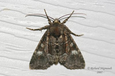 10021 - Grotes Sallow Moth - Copivaleria grotei m7