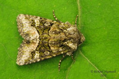 10406 - Olive Arches Moth - Lacinipolia olivacea 2 m10