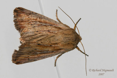 10449 - Wainscot Moth - Leucania insueta m7