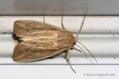 10449 - Wainscot Moth - Leucania insueta m8