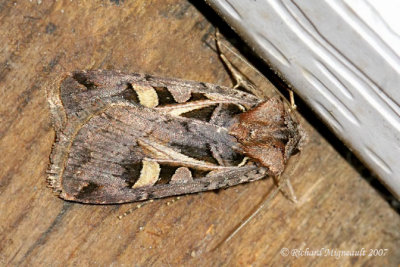 10676 - Masters Dart Moth - Feltia herilis m7