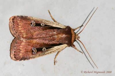 10891 - Flame-shouldered Dart Moth - Ochropleura implecta 1 m8