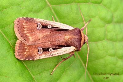 10891 - Flame-shouldered Dart Moth - Ochropleura implecta 2 m8