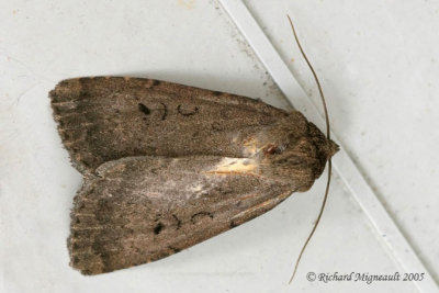 10928 - Brocade Moth - Graphiphora auga 1 m5
