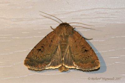 10928 - Brocade Moth - Graphiphora auga 2 m7