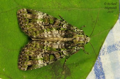 11000 - Green Arches Moth - Anaplectoides prasina 1 m10