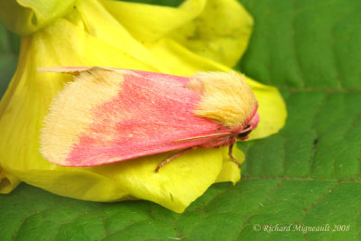 11164 - Primrose Moth  Schinia florida 2 m8