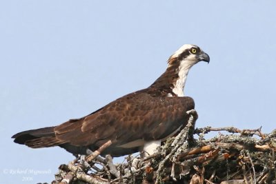 Balbuzard pêcheur - Osprey nid 2m6
