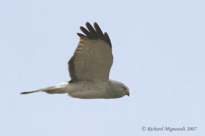 Busard Saint-Martin - Northern Harrier mle m7