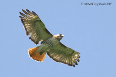 Buse  queue rousse - Red-tailed Hawk 1m7