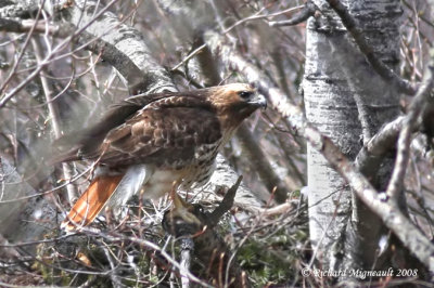 Buse  queue rousse - Red-tailed Hawk 2m8