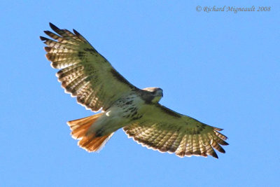 Buse à queue rousse - Red-tailed Hawk 3m8