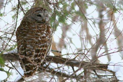 Chouette raye - Barred Owl 1m7
