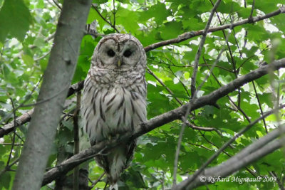 Chouette raye - Barred Owl 2m9
