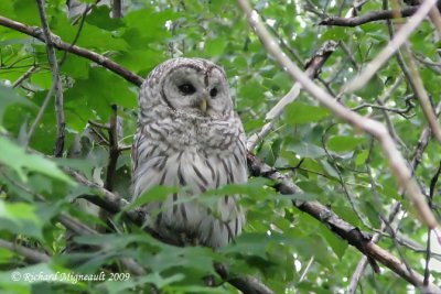 Chouette raye - Barred Owl 4m9