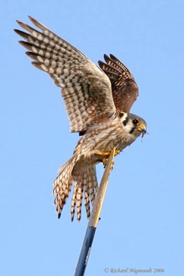 Crcerelle dAmrique - American Kestrel 2m6