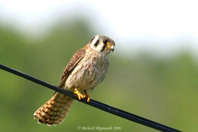 Crécerelle d’Amérique - American Kestrel 3m6