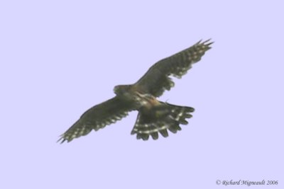 Épervier de Cooper - Cooper’s Hawk m6