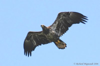 Pygargue  tte blanche - Bald Eagle juvnil au vol 1m6