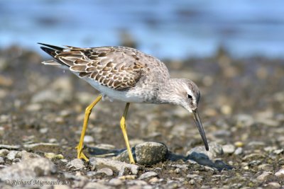 Bécasseau à échasses - Stilt Sandpiper 3m6