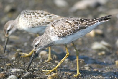 Bécasseau à échasses - Stilt Sandpiper 5m6