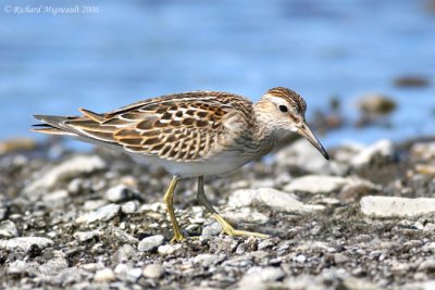 Bécasseau à poitrine cendrée - Pectoral Sandpiper 1m6