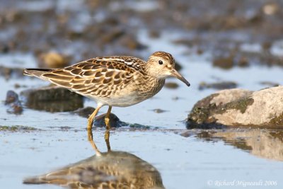 Bécasseau à poitrine cendrée - Pectoral Sandpiper 3m6