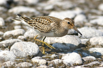 Bécasseau à poitrine cendrée - Pectoral Sandpiper 5m6