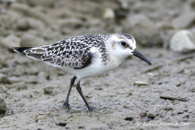 Bécasseau de sanderling - Sanderling 1m8
