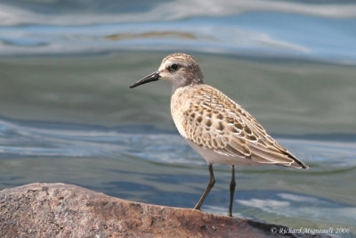Bécasseau semipalmé - Semipalmated Sandpiper 2m6