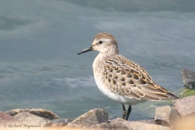 Bécasseau semipalmé - Semipalmated Sandpiper 5m6