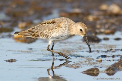 Bécasseau variable - Dunlin 2m6